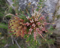 Leucospermum wittebergense