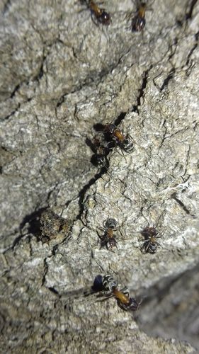 Small-headed tree ant