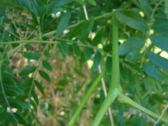 Gleditsia triacanthos inermis