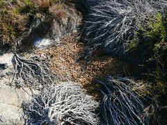 Pronolagus saundersiae