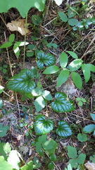 Rubus nivalis