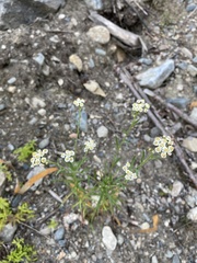 Achillea alpina