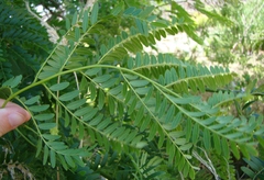 Gleditsia triacanthos inermis