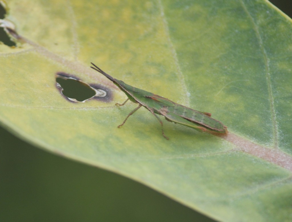 Zarytes squalinus