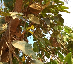 Adenocalymma calcareum