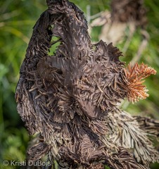 Herpotrichia juniperi