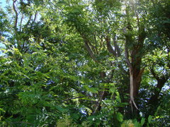 Gleditsia triacanthos inermis