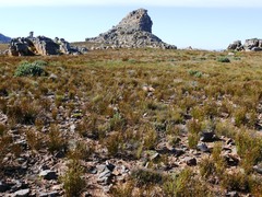 Leucadendron nitidum