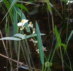 Sagittaria cuneata