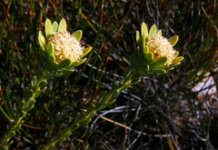Leucadendron nitidum