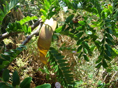 Gleditsia triacanthos inermis