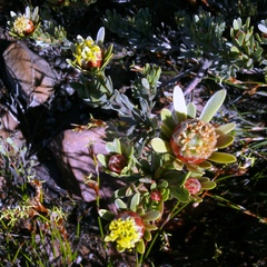 Leucadendron nitidum
