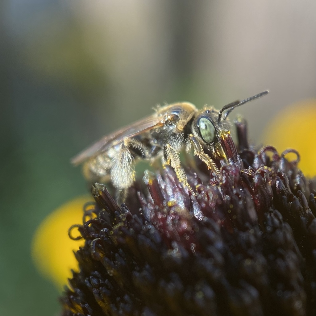 Pseudopanurgus rudbeckiae