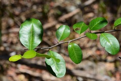 Erythroxylum mexicanum