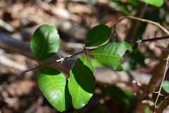 Erythroxylum mexicanum