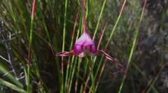 Disperis capensis capensis