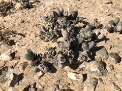 Dracophilus dealbatus