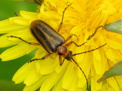 Brachysomida bivittata