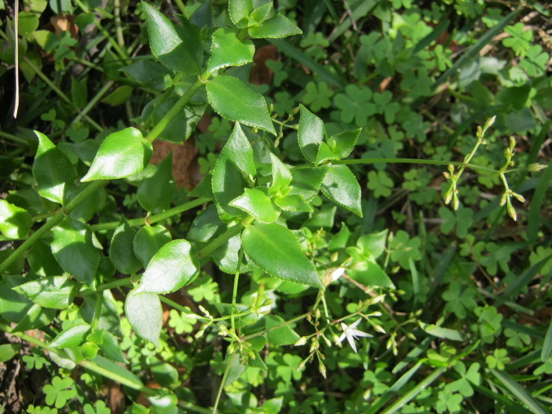 Septimia sarmentosa (Harv.) P.V.Heath