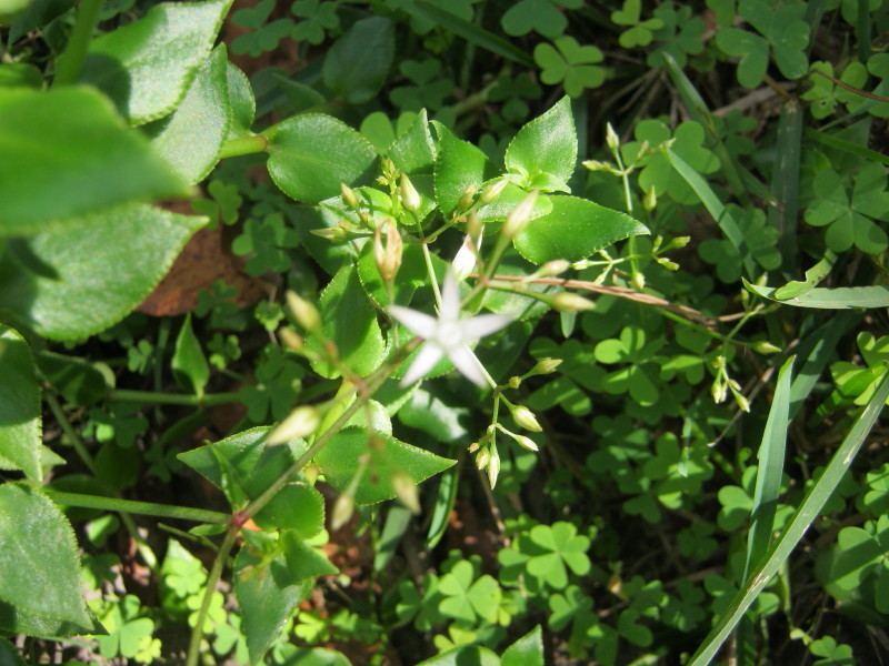 Septimia sarmentosa (Harv.) P.V.Heath 2