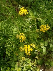 Tanacetum vulgare