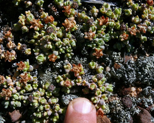 Antimima pumila