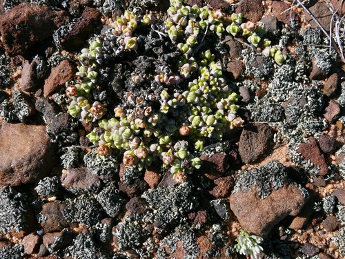 Antimima pumila