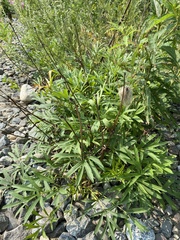 Pulsatilla dahurica
