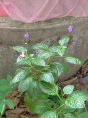 Stachytarpheta urticifolia