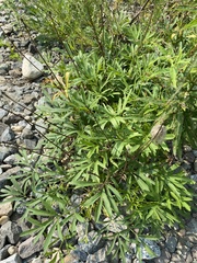 Pulsatilla dahurica