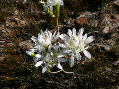 Lachnaea filamentosa