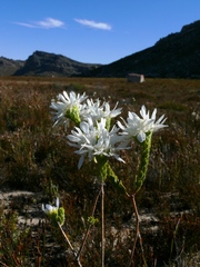 Lachnaea filamentosa