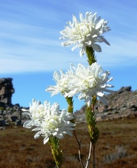 Lachnaea filamentosa