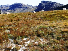 Lachnaea filamentosa