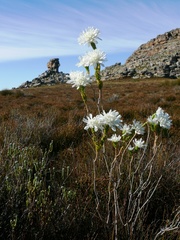 Lachnaea filamentosa