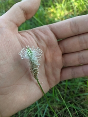 Plantago urvillei