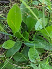 Plantago urvillei