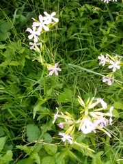 Saponaria officinalis