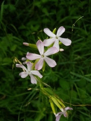 Saponaria officinalis