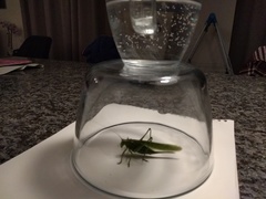 Tettigonia viridissima