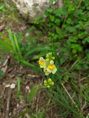 Linaria