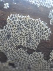 Conopeum tenuissimum