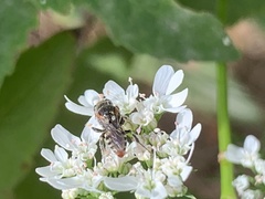 Oxybelus emarginatus