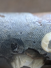 Conopeum tenuissimum