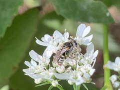 Oxybelus emarginatus