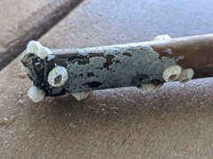 Conopeum tenuissimum