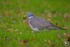 Columba palumbus