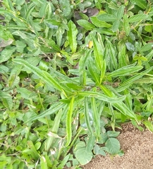 Hygrophila