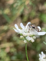 Oxybelus emarginatus