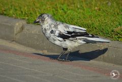 Corvus monedula